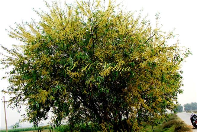  Plant